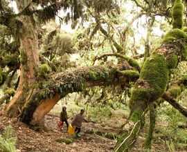 Oromské děti ve vysokohorském deštném pralese u vesnice Rira. Bale Mountains. Oromia. 2024